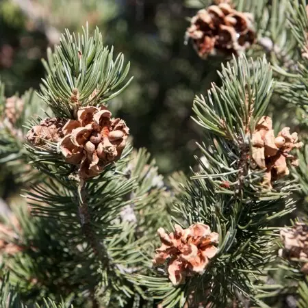 Pine Tar Extract